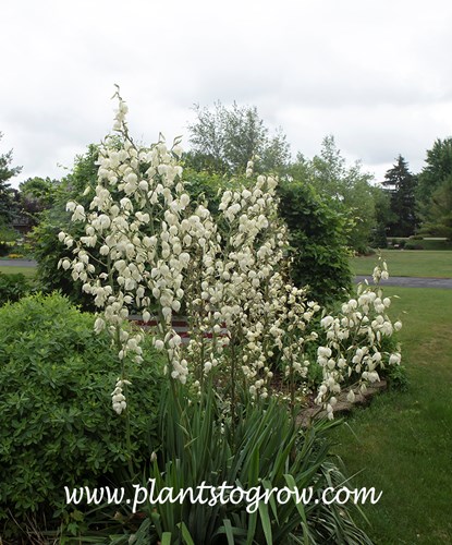Adams Needle (Yucca filamentosa)